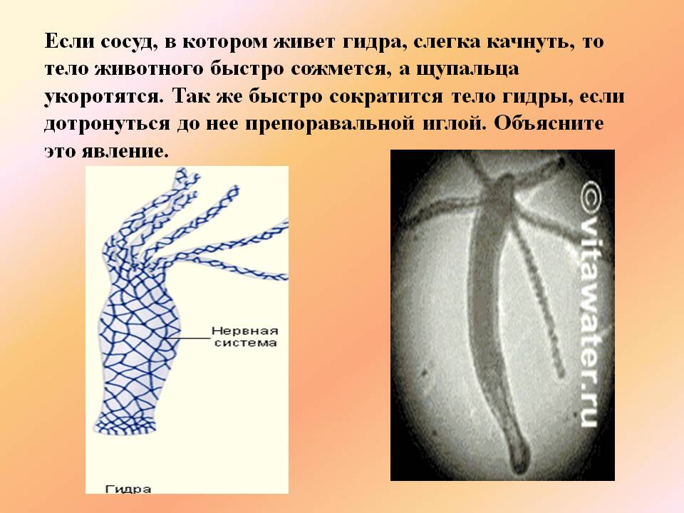 Kraken маркетплейс официальный